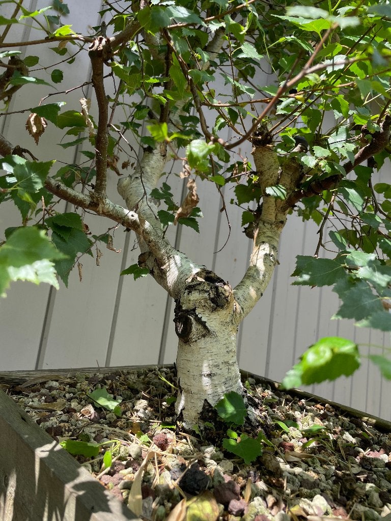 Prebonsai berk, Tuin en Terras, Ophalen