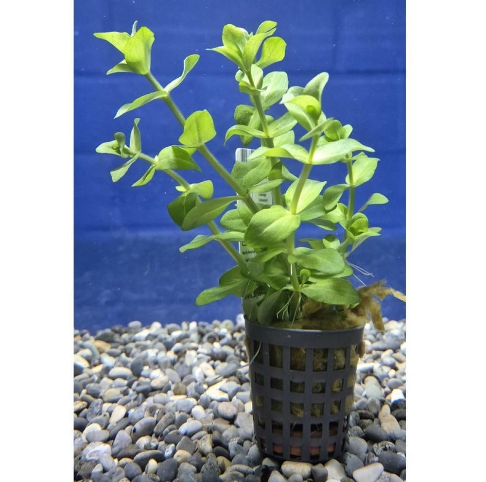 Planten aquarium, Ophalen, Inclusief planten, Gebruikt, Plant(en), Steen of Hout