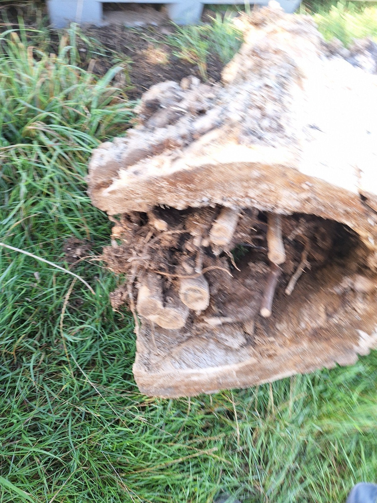 gratis hout, Ophalen, Overige houtsoorten