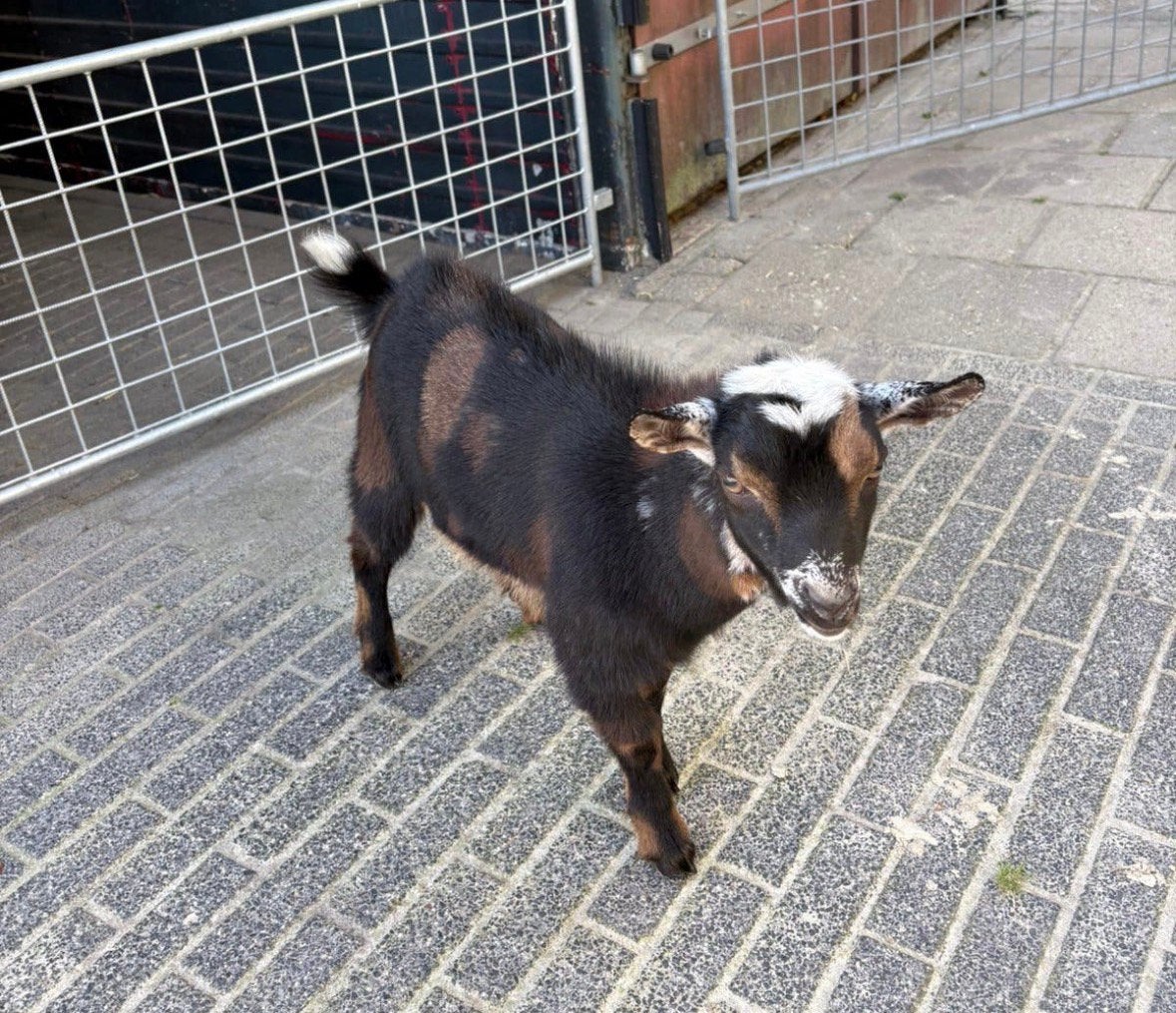Dwerggeiten