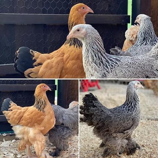 Brahma , zijdehoen , cochin , kleurleggers ...4+1 GRATIS, Vrouwelijk, Kip