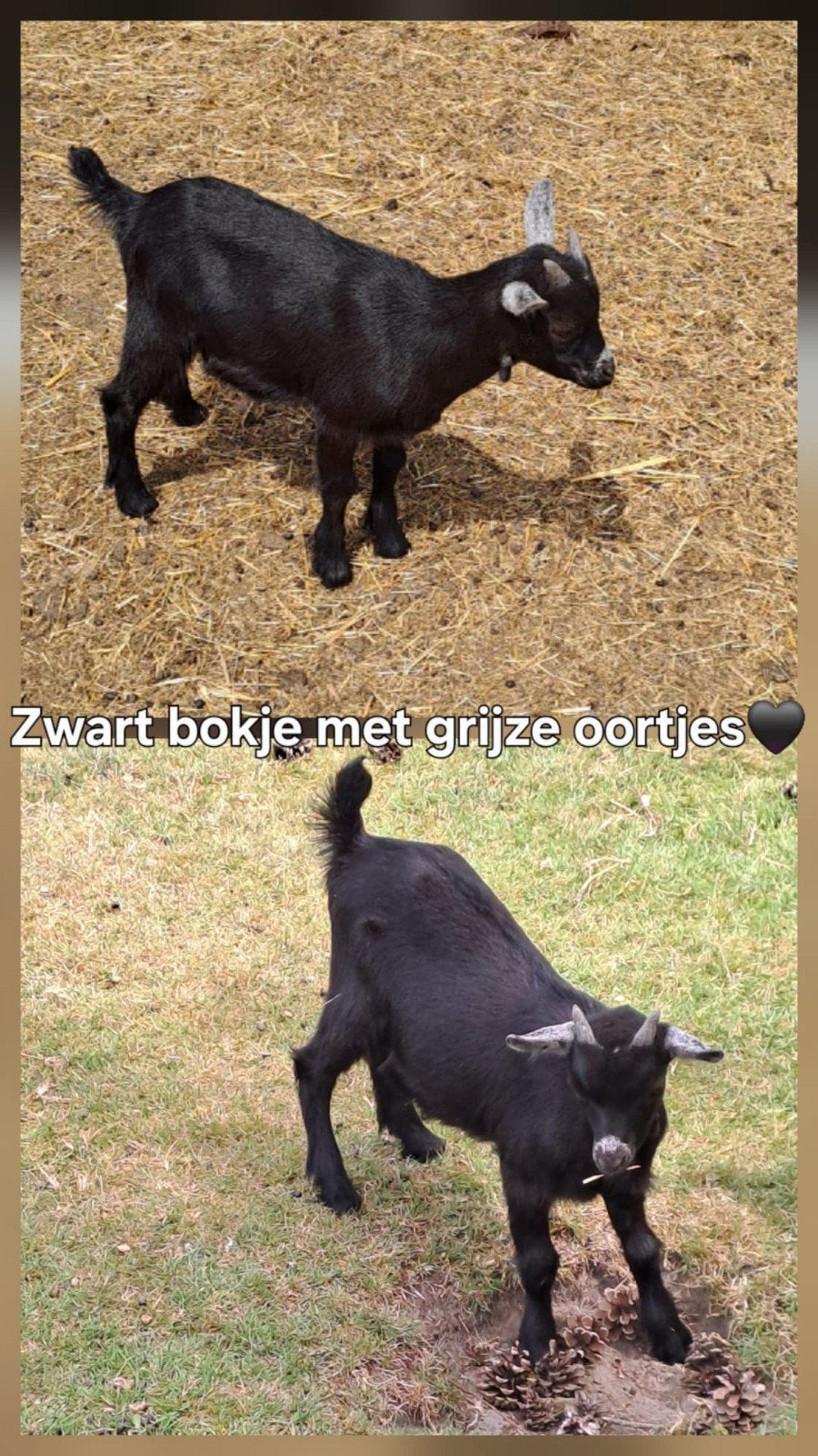 Zwart bokje met grijze oortjes, Dieren en Toebehoren