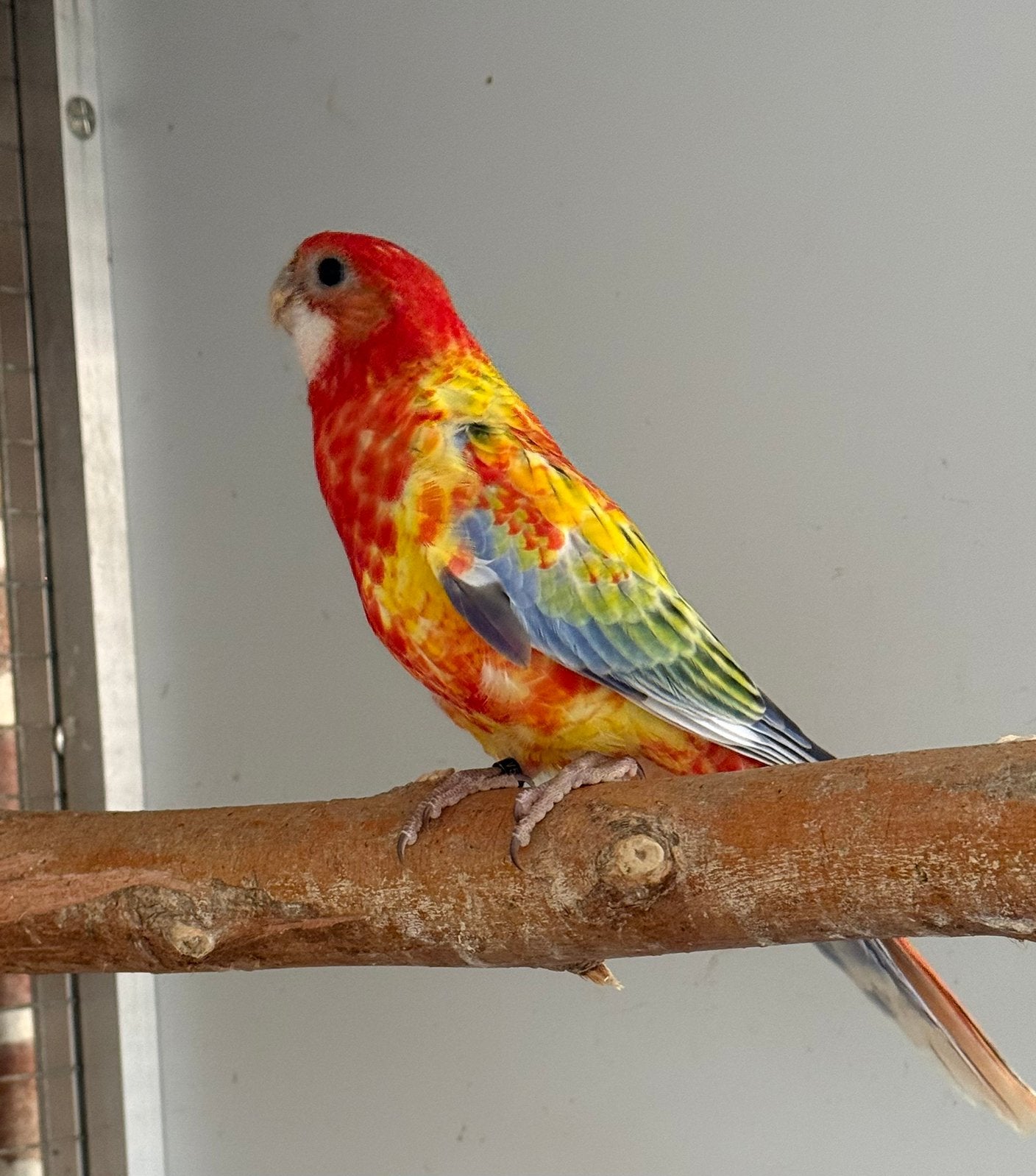 Rosella parkieten, Dieren en Toebehoren, Meerdere dieren, Parkiet, Geringd