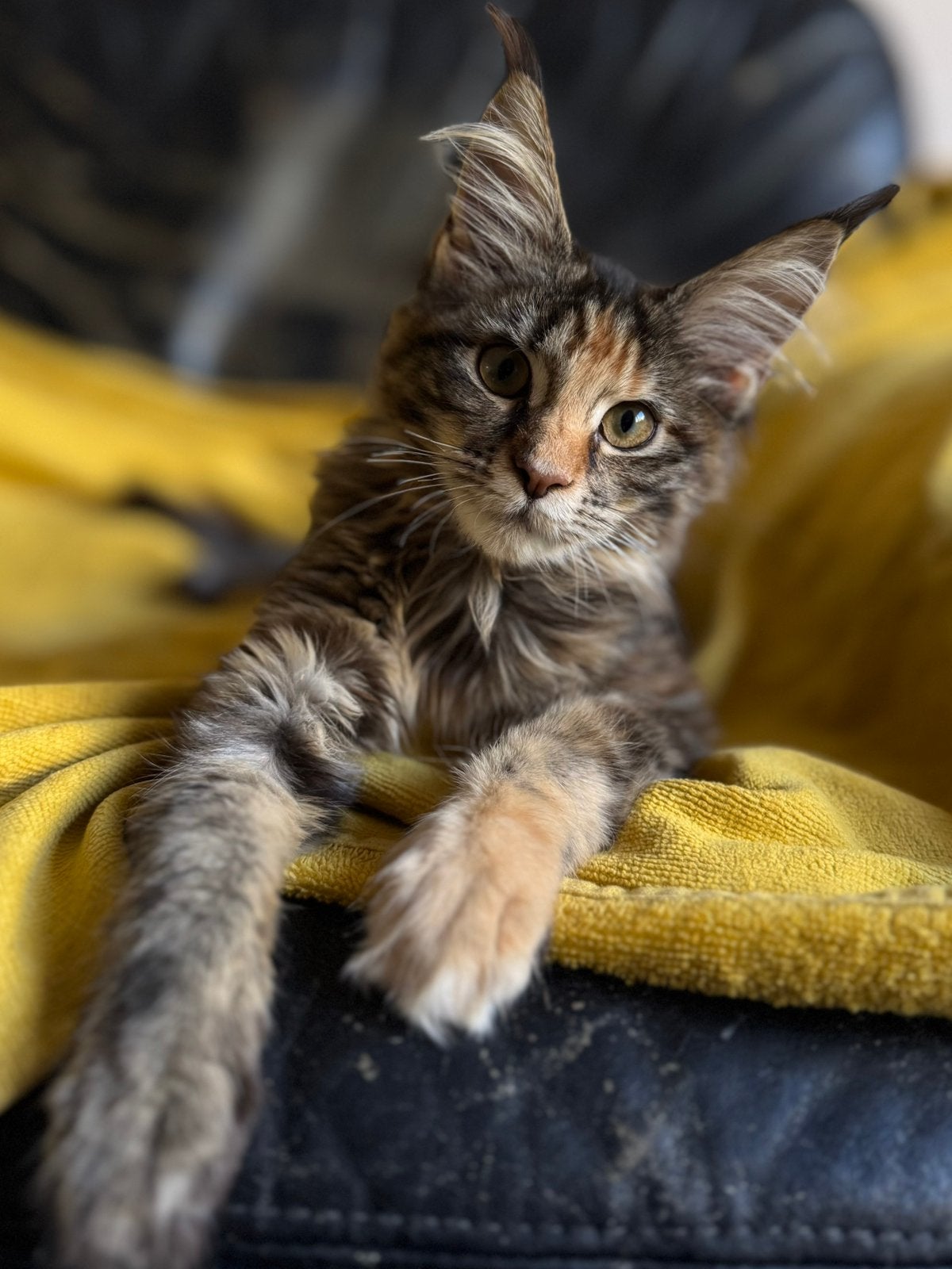 Maine Coon poesje: officiële stamboom, kampioensbloedlijnen, Plusieurs animaux, Avec pedigree, 0 à 2 ans