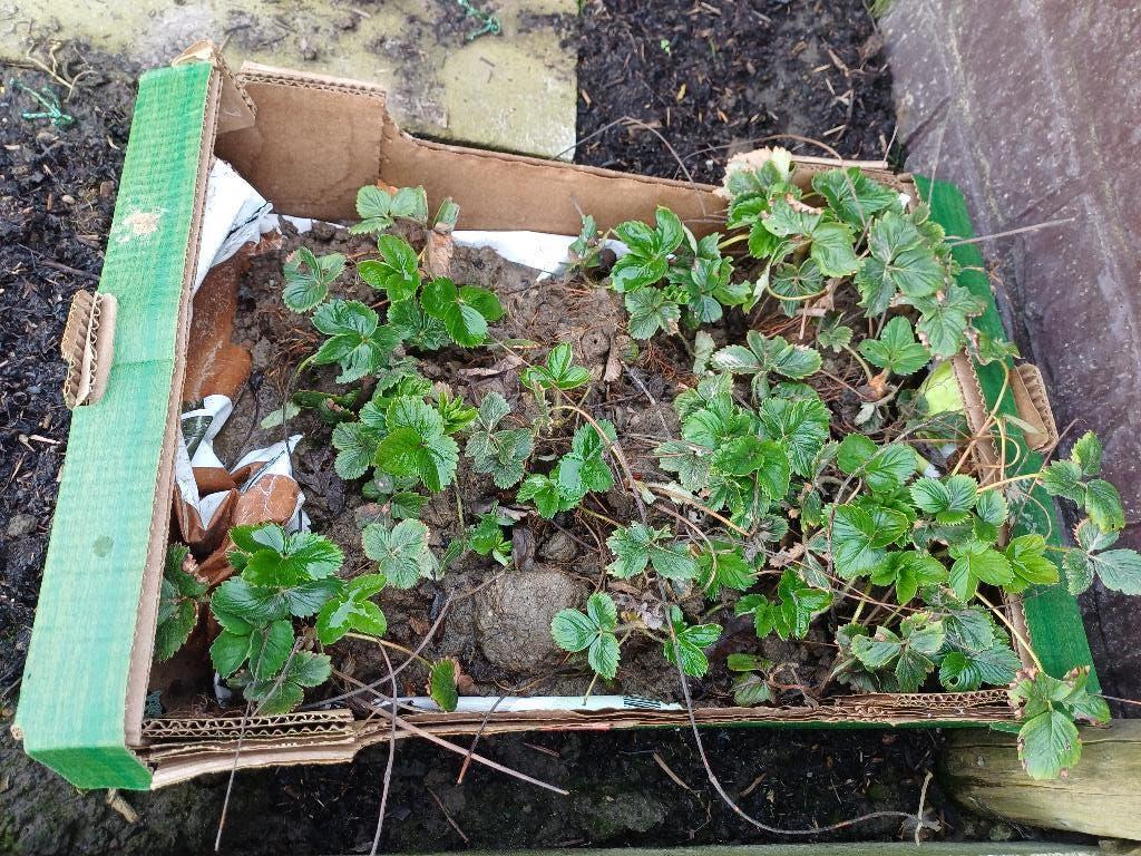 Aardbeienplanten gorella, Tuin en Terras, Planten | Tuinplanten, Ophalen