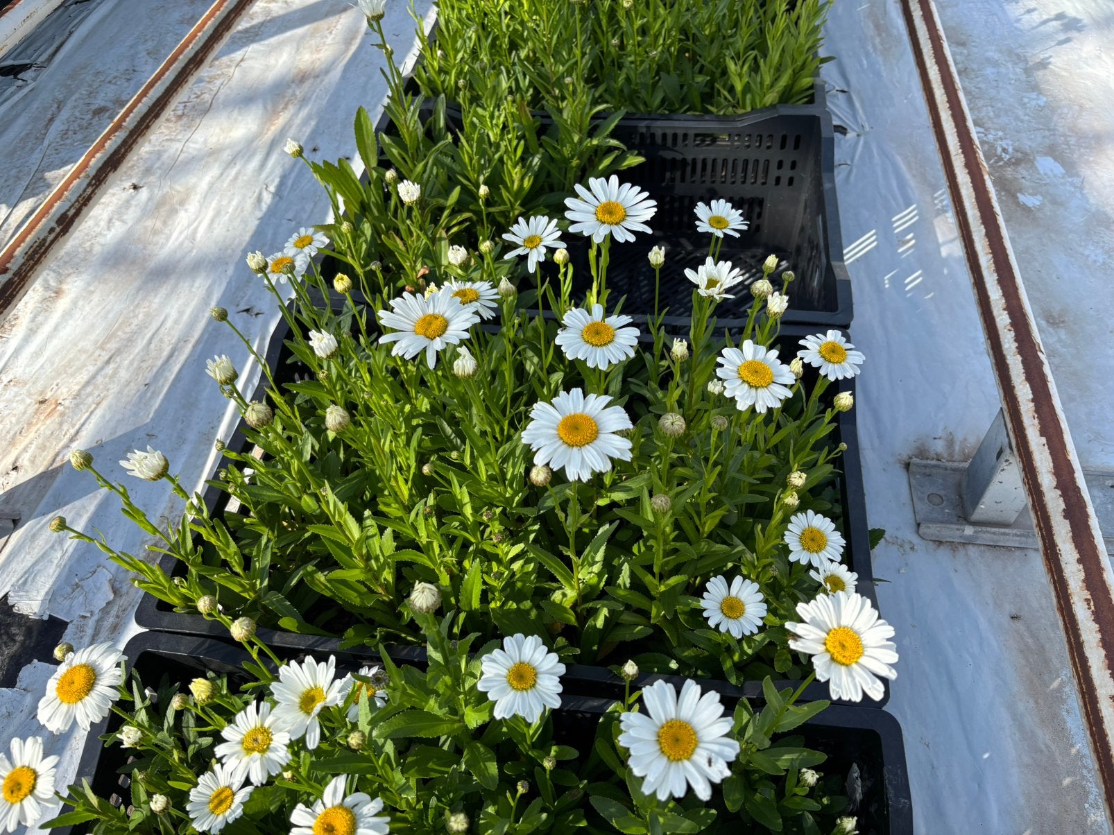 Margriet - Leucanthemum 'Dwarf Snow Lady' p9, Tuin en Terras, Planten | Tuinplanten, Volle zon, Vaste plant, Zomer, Ophalen
