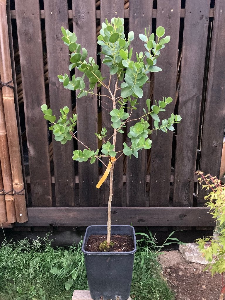 Eucalyptus subcrenulata, Jardin & Terrasse, Plantes | Arbres, En pot, Plein soleil, Autres espèces, Enlèvement