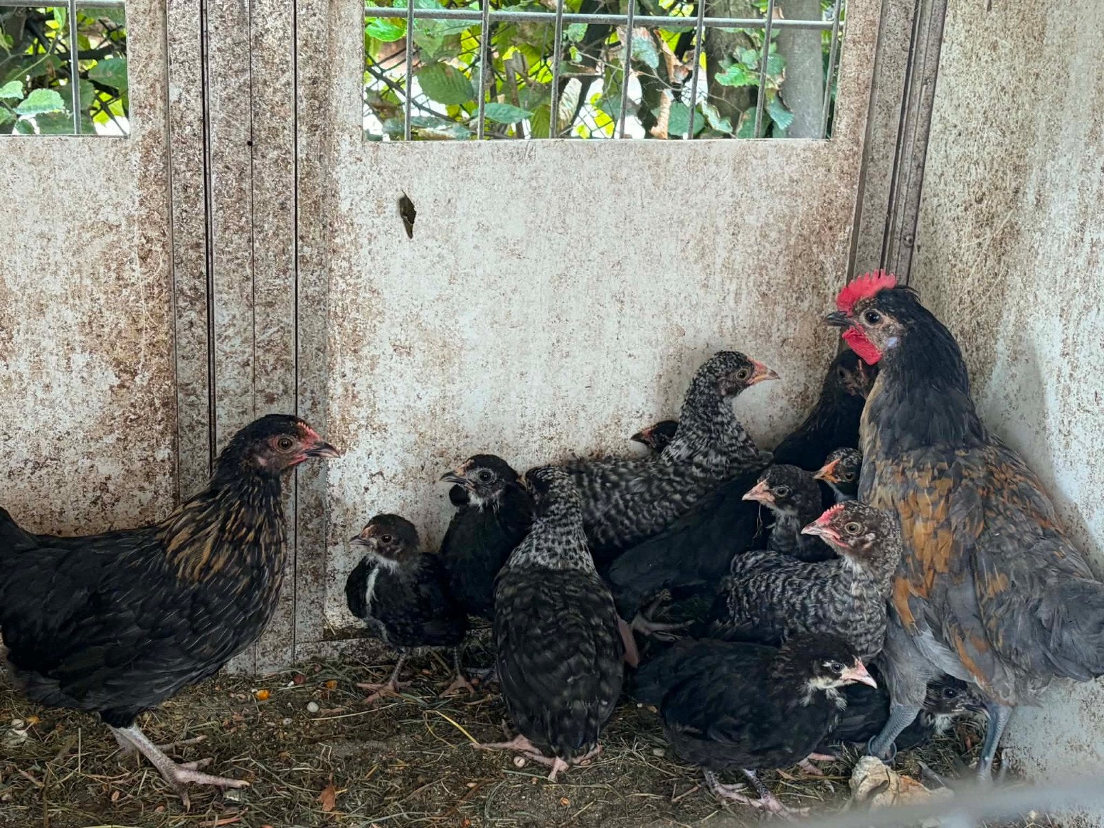 alle kuikens Aarschotshoen kriel voor 20 euro