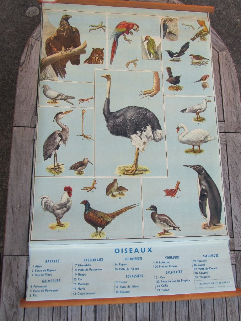Schitterende ouderwetse kaart: vogels!, Ophalen