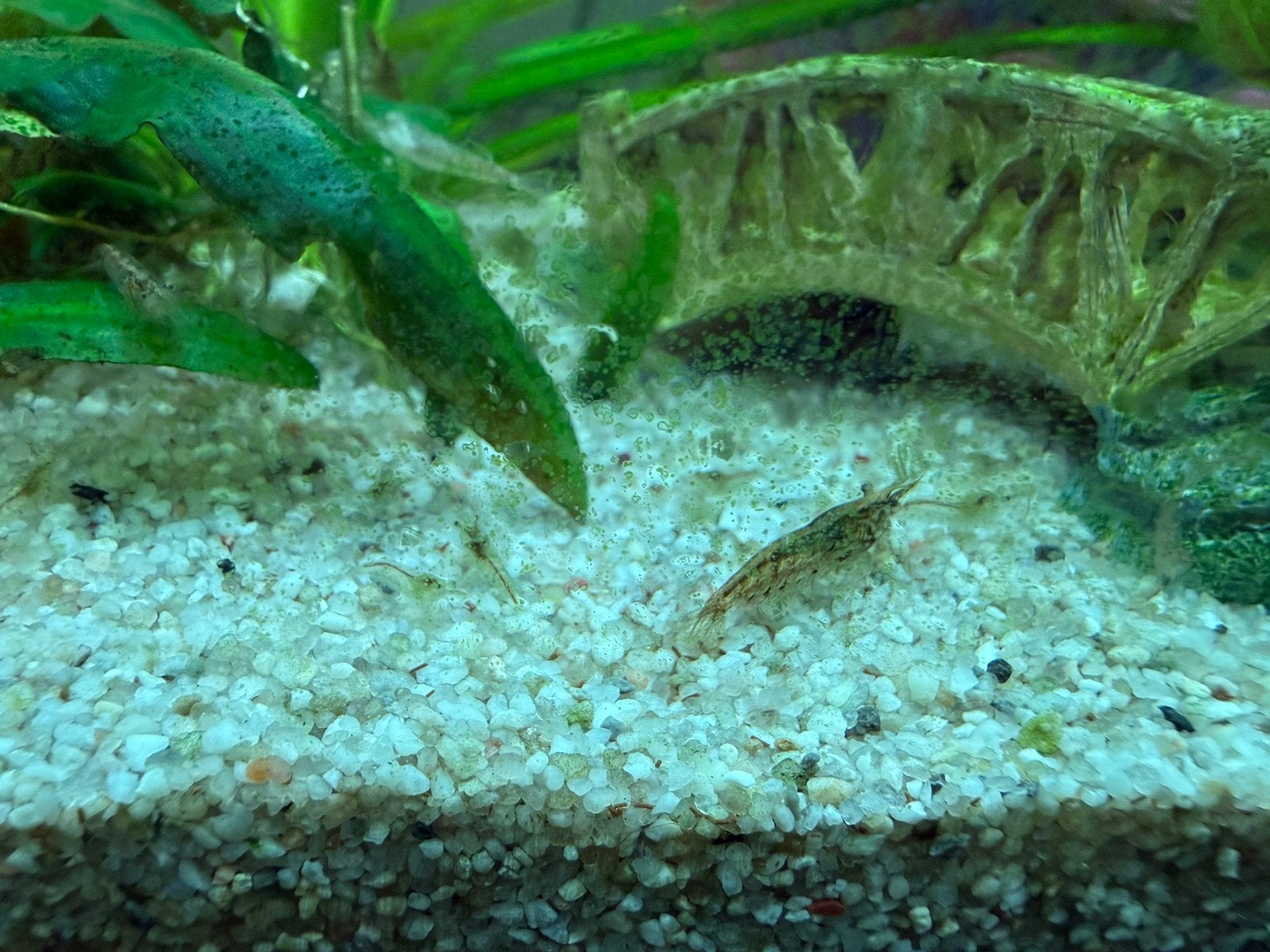 Wild kleur neo caridina garnalen, Dieren en Toebehoren, Kreeft, Krab of Garnaal, Zoetwatervis