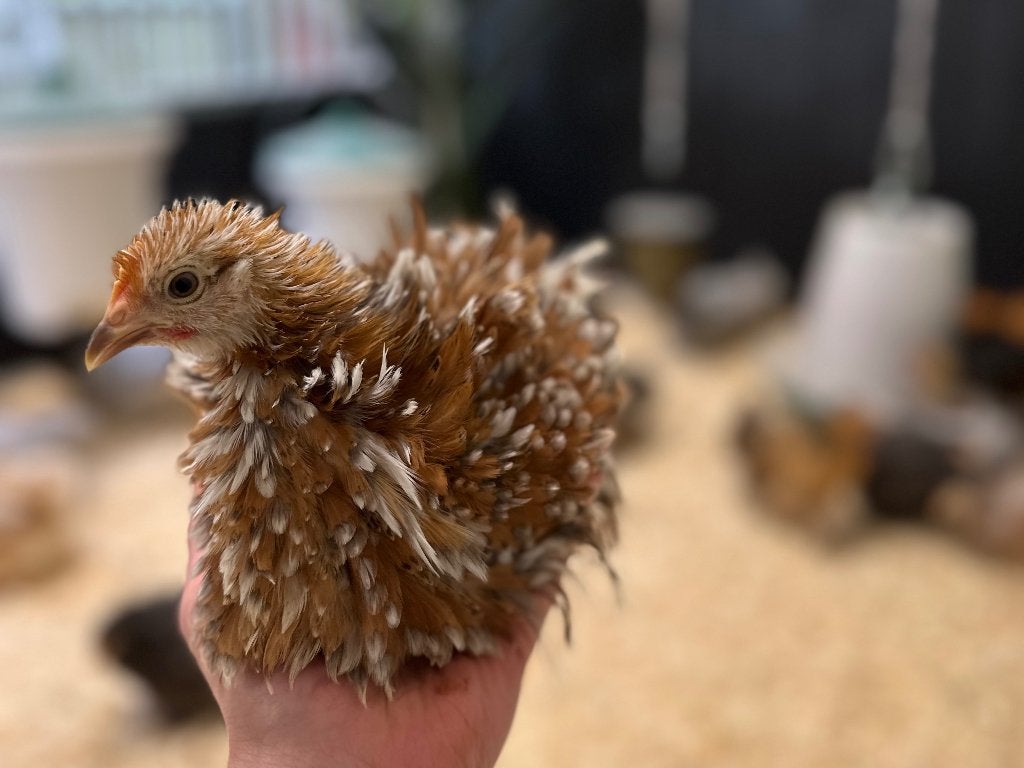 Jonge tamme Cochin kriel krulvederig gesekst en ingeënt, Femelle, Poule ou poulet