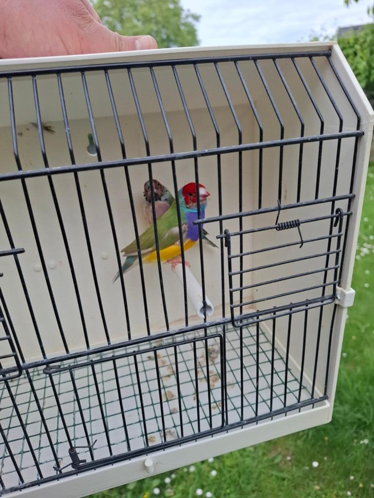 Gouldamadine, Dieren en Toebehoren, Vogels | Hokken en Kooien, Ophalen