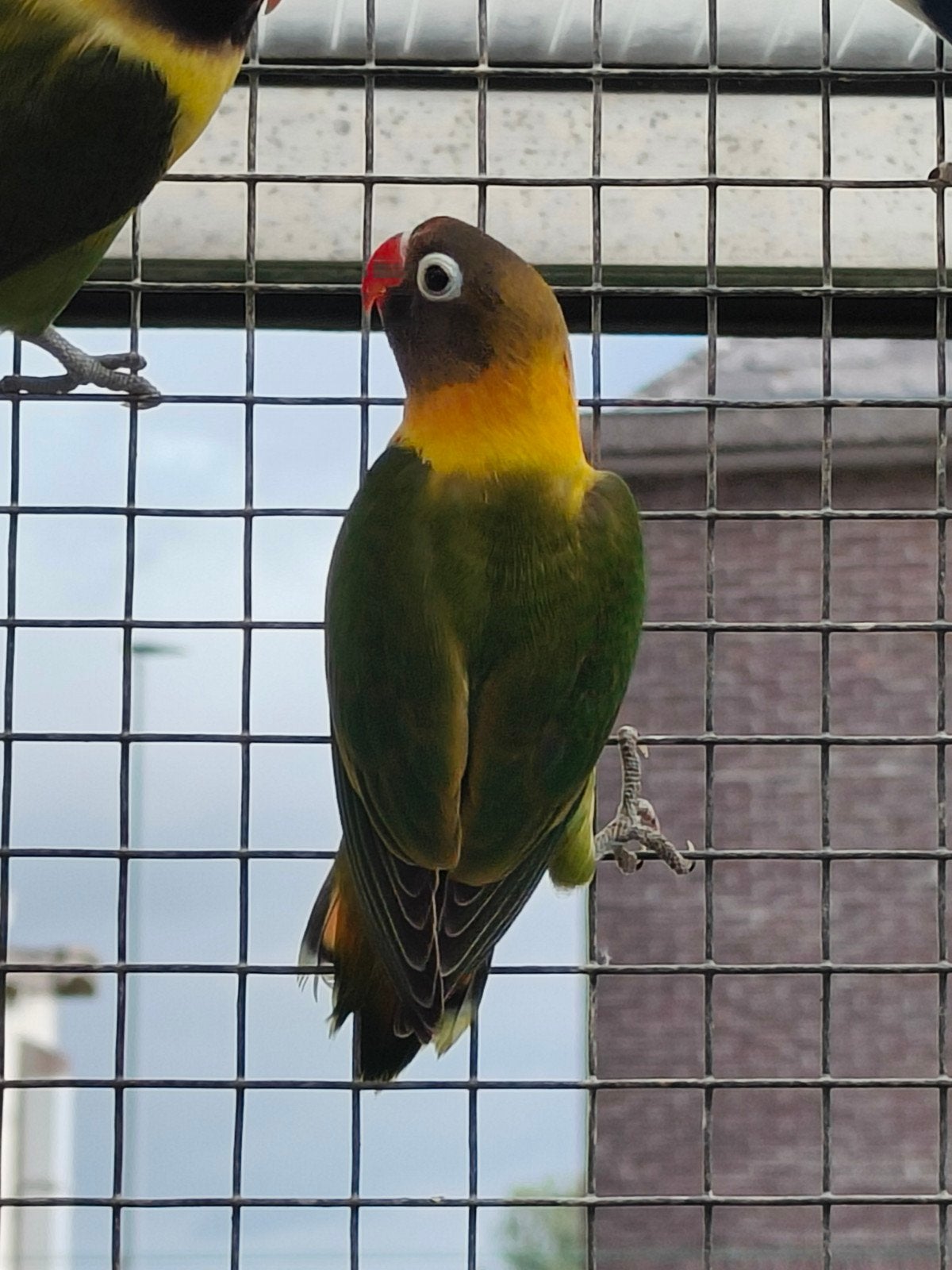 jonge personata man., Bagué