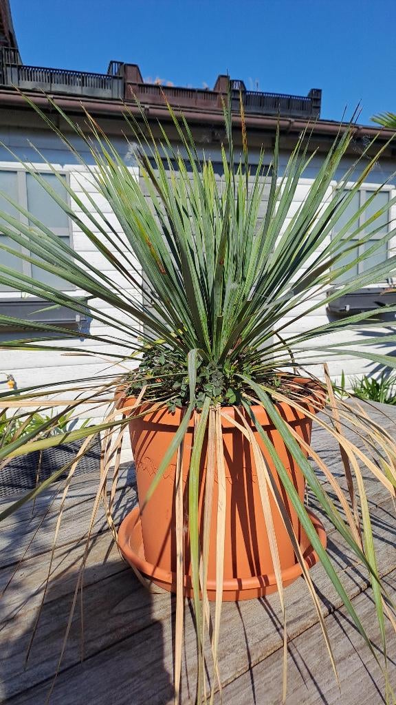 yucca rostrata, Tuin en Terras, Planten | Bomen, Overige soorten, Minder dan 100 cm, Volle zon, Bloeit niet, In pot, Ophalen