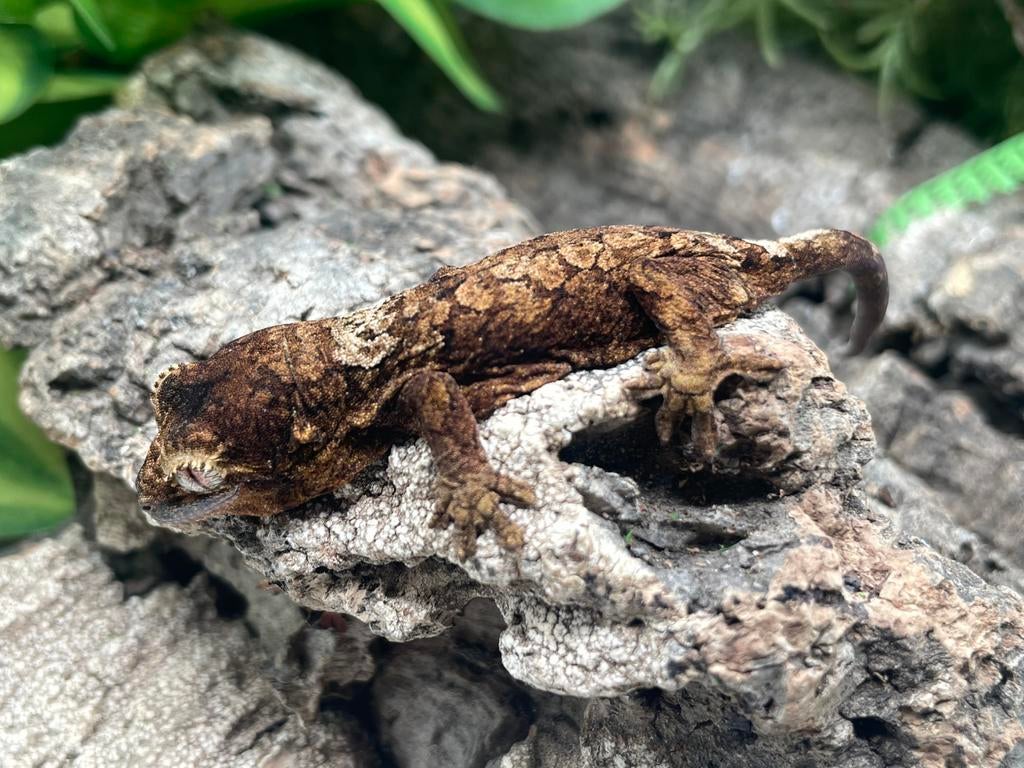 Chahoua mainland baby met verblijf (lees advertentie), Dieren en Toebehoren, Met terrarium