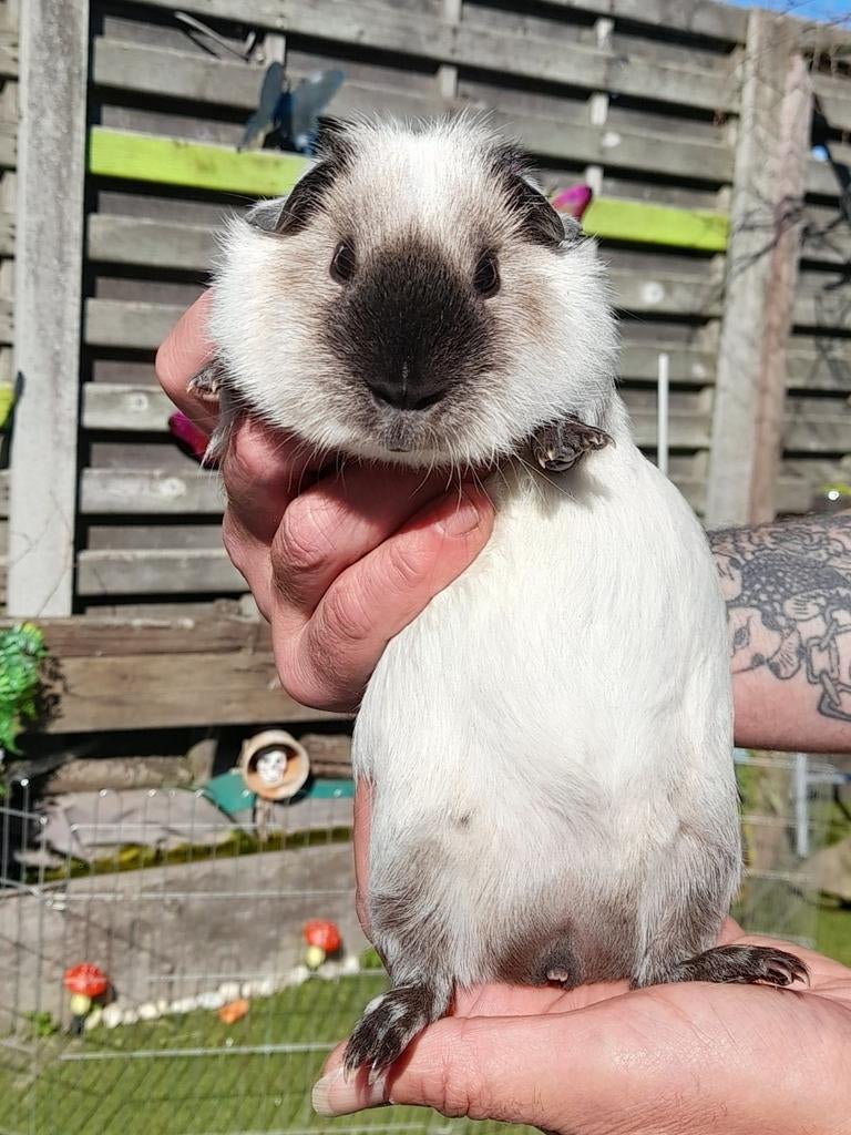 Cali beertjes en 3 kleur beertje, Januari, Mannelijk, Cavia