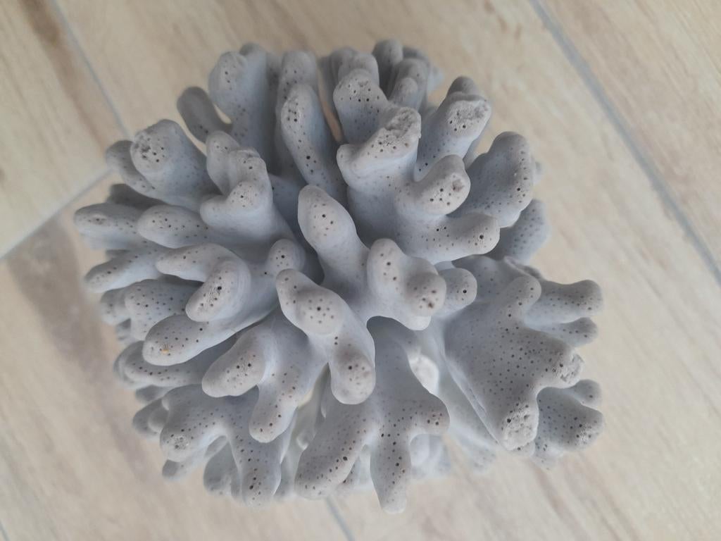 Corail bleu - Heliopora coerulea, Enlèvement ou Envoi