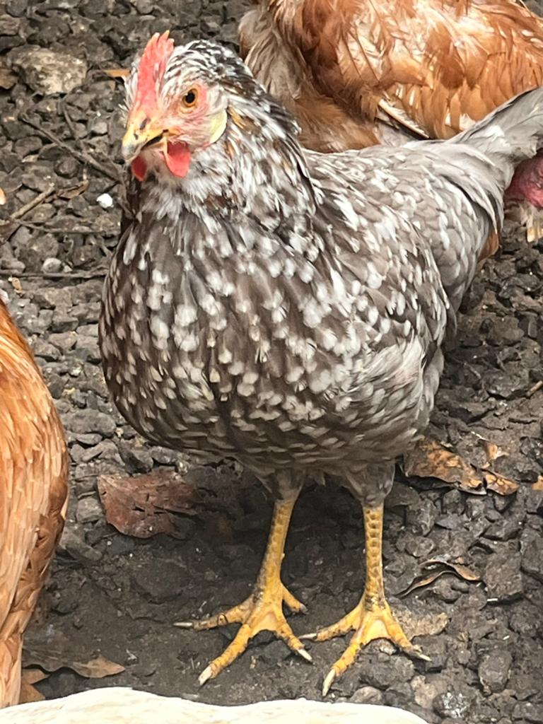 Porselein leghorn hennen, Dieren en Toebehoren, Vrouwelijk, Kip