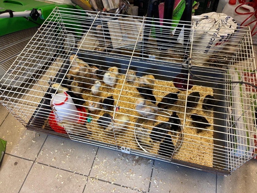 Kuikens legkippen te koop, Kip