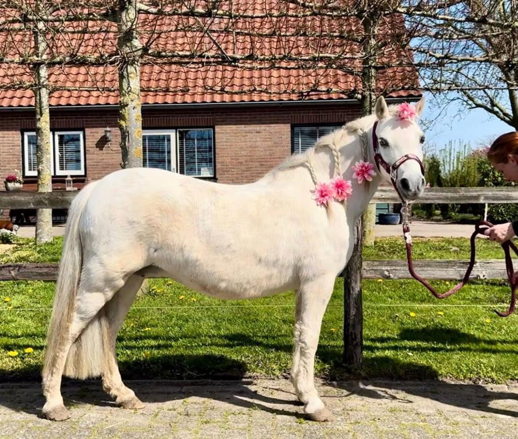 Leuke welsh merrie, Animaux & Accessoires, Poneys, Jument, Non dressé, Poney B (1.17 m à 1.27 m), Poney de récréation, 11 ans ou plus