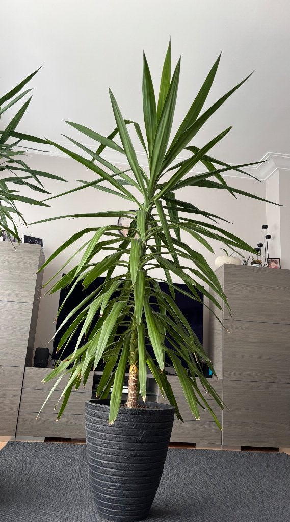 Yucca, Huis en Inrichting, In pot, Yucca, 150 tot 200 cm, Groene kamerplant