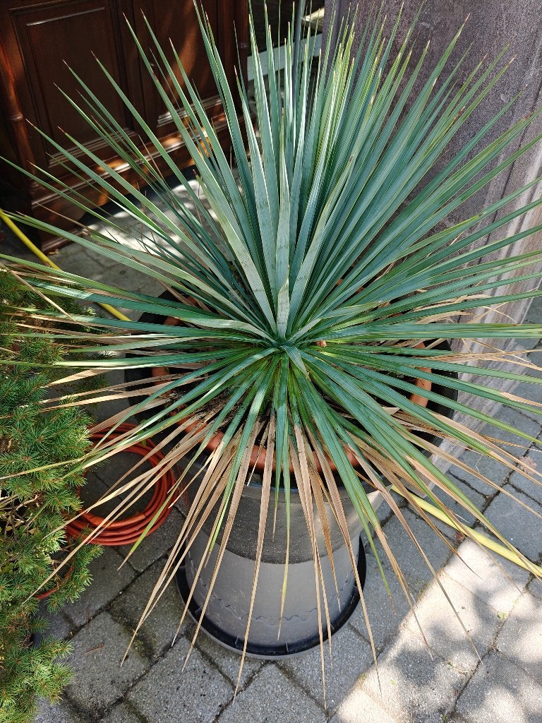 YUCCA ROSTRATA MEDITERRANE PLANT IN POT, Enlèvement, Plante fixe