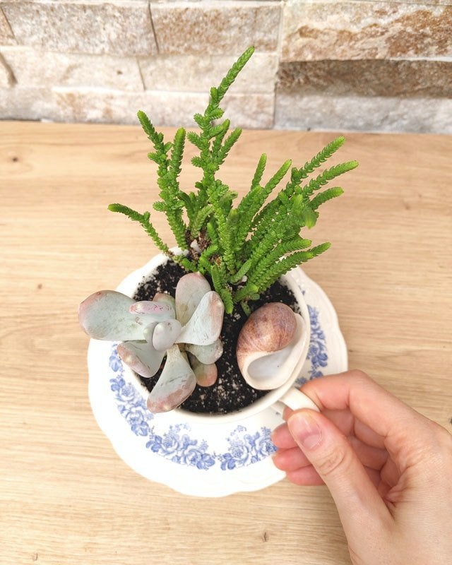 Prachtige vetplanten in theekopjes., Ophalen, Vetplant, Halfschaduw, In pot