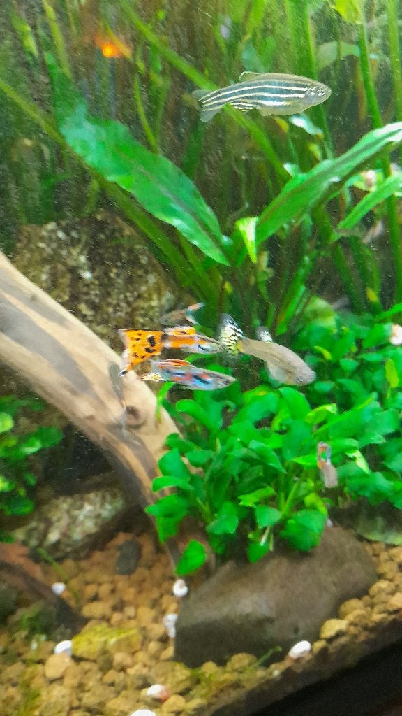 Guppies te koop, Dieren en Toebehoren, Vissen | Aquariumvissen, Vis, Zoetwatervis, Schoolvis