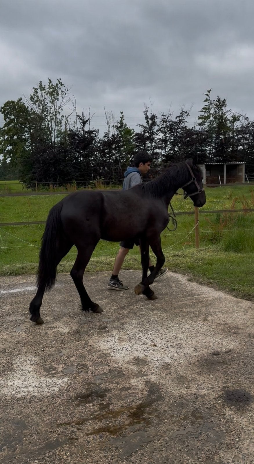 Knappe friese jaarling merrie, Dieren en Toebehoren, Paarden, Merrie