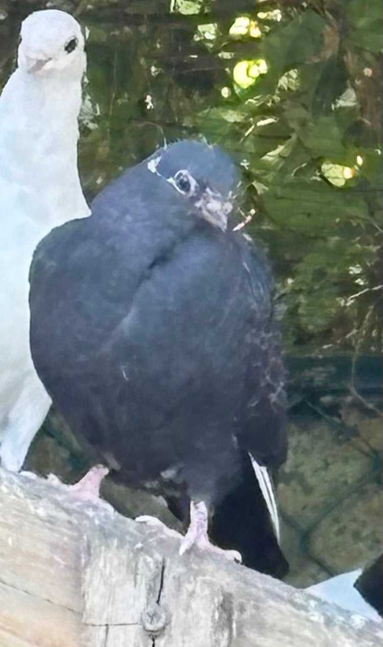 Figurita duif, Dieren en Toebehoren, Vogels | Duiven