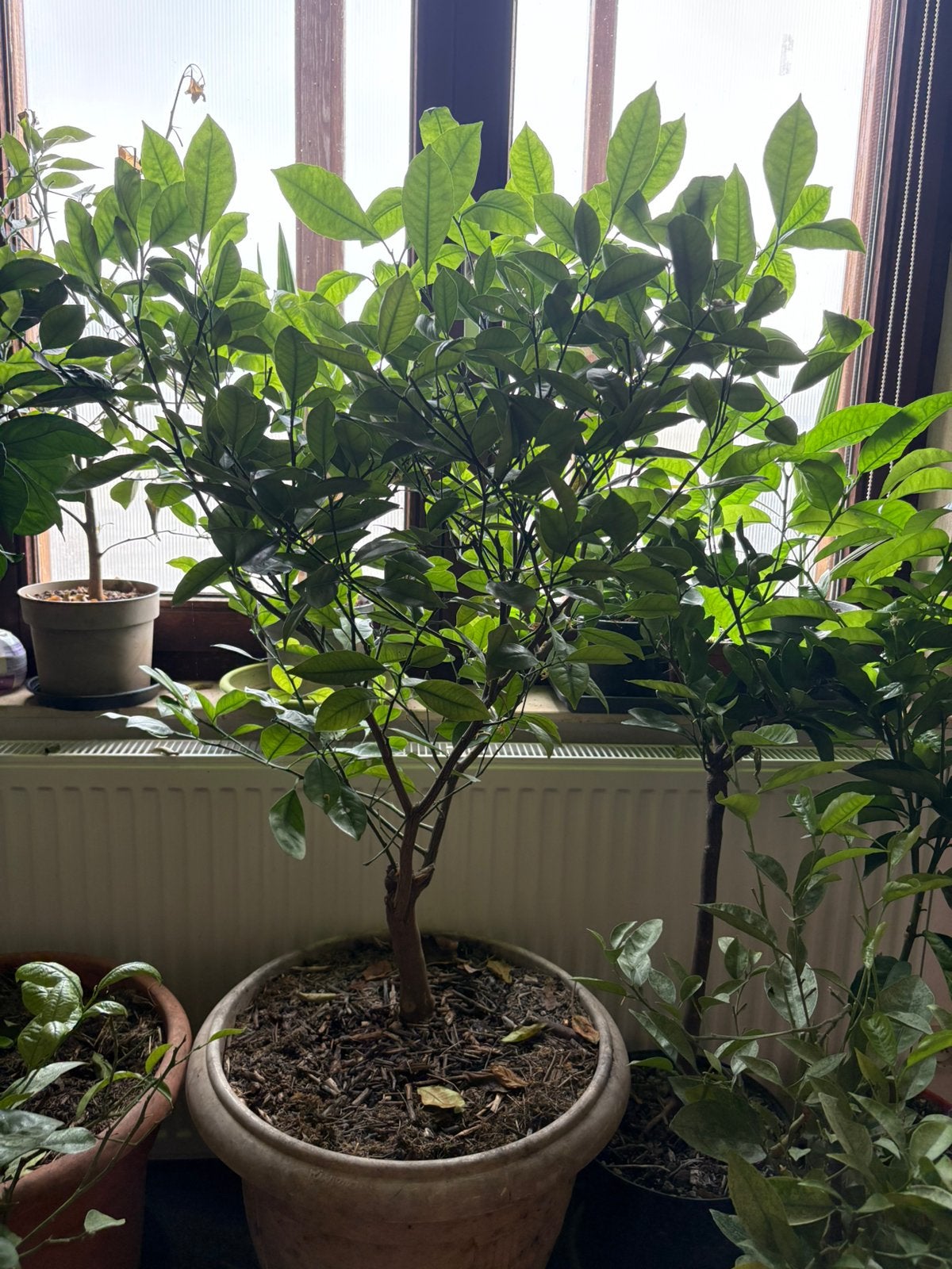 Agrumes oranger, Jardin & Terrasse, Plantes | Arbres, Enlèvement