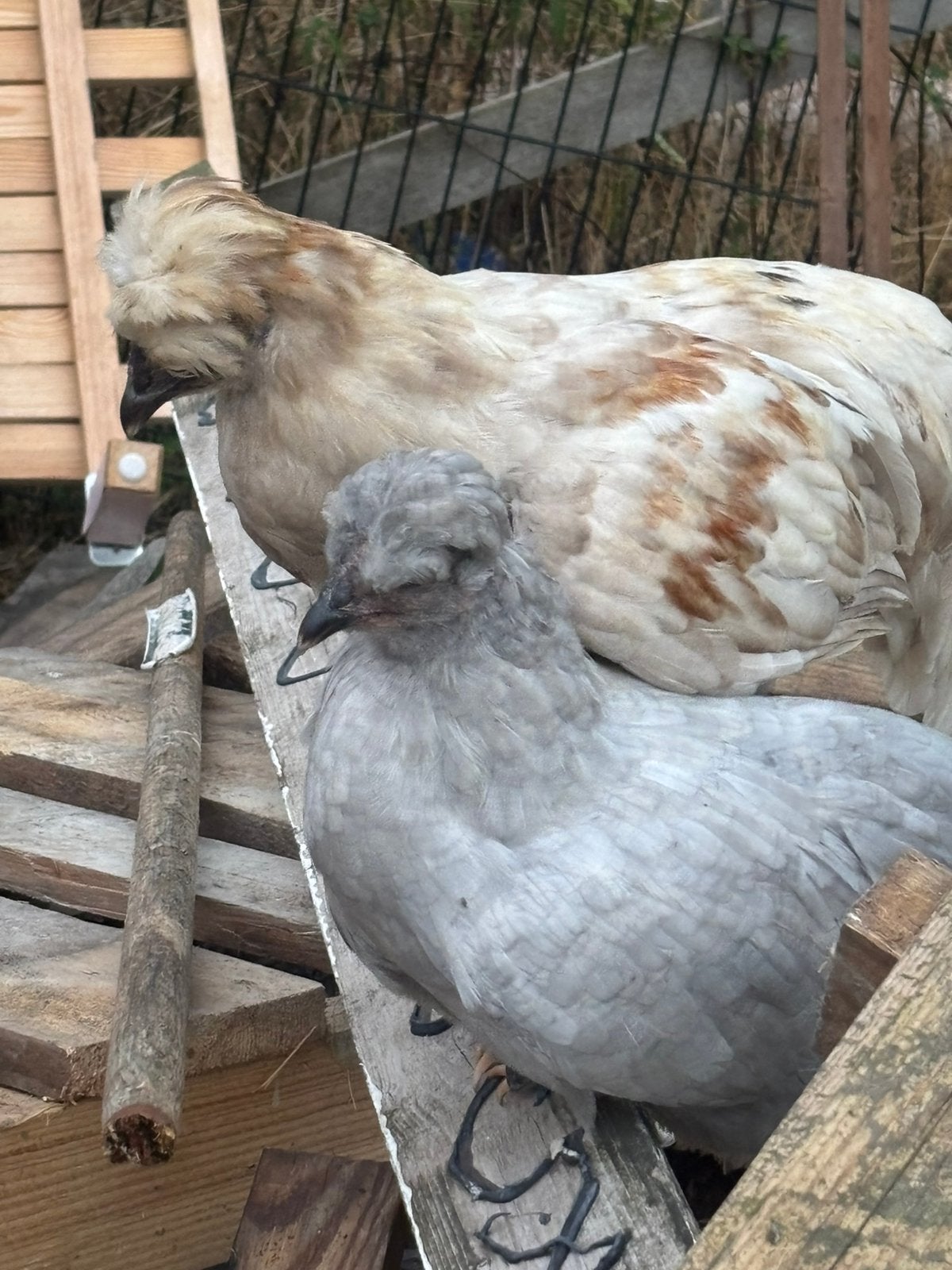 Koppel Araucana, Dieren en Toebehoren, Pluimvee
