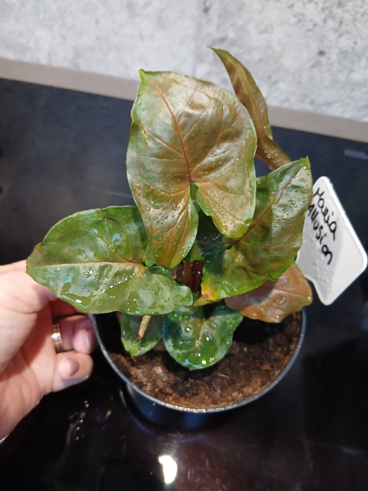 syngonium Maria allusion, Huis en Inrichting, Kamerplanten, Ophalen