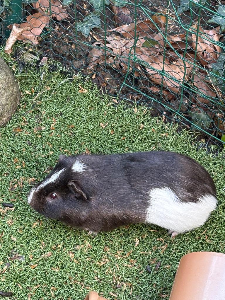 Cavia, Août, Mâle, Cobaye