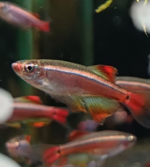 Hobbyaquarium Tanichthys Albonubes Longfin, Vis, Zoetwatervis, Schoolvis