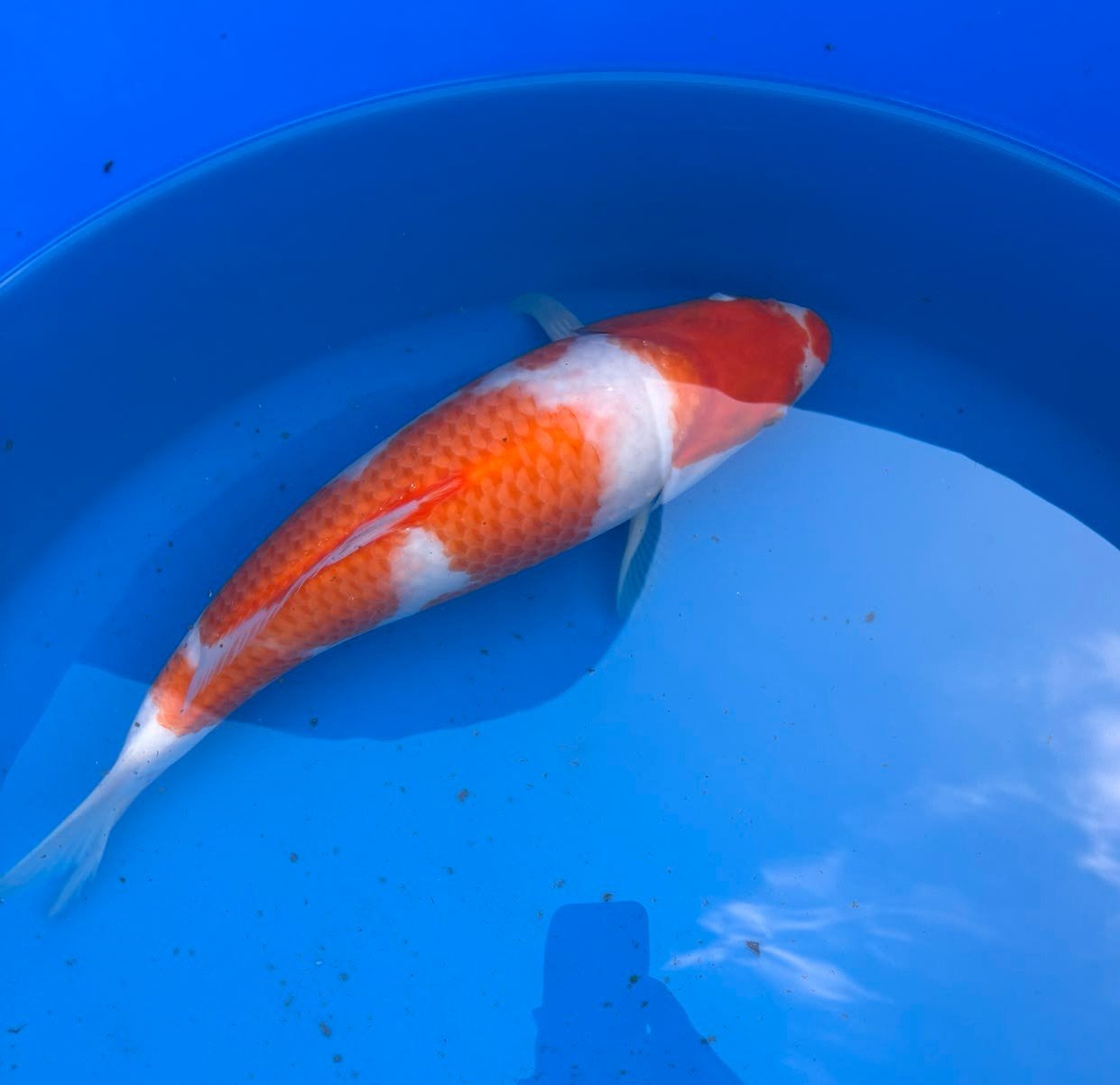kohaku