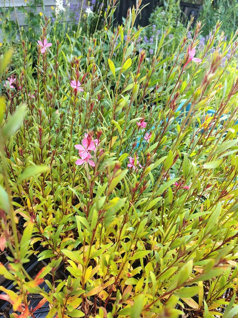 Gaura Siskiyou Pink (Prachtkaars) P9, Tuin en Terras, Ophalen, Vaste plant
