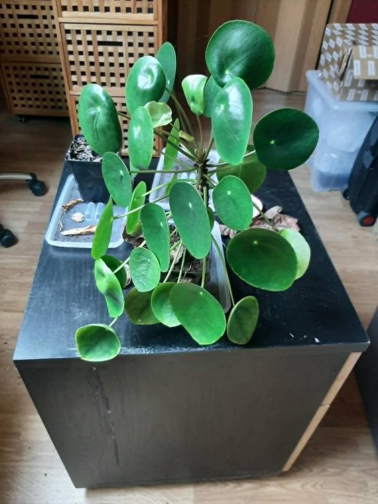 Kamerplanten, Huis en Inrichting, Kamerplanten, Ophalen, Overige soorten, Halfschaduw, In pot