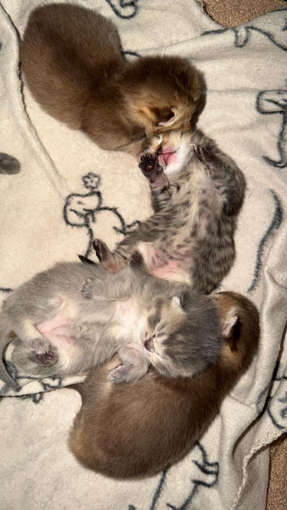 Brits korthaar kittens, Meerdere dieren, Gechipt, 0 tot 2 jaar
