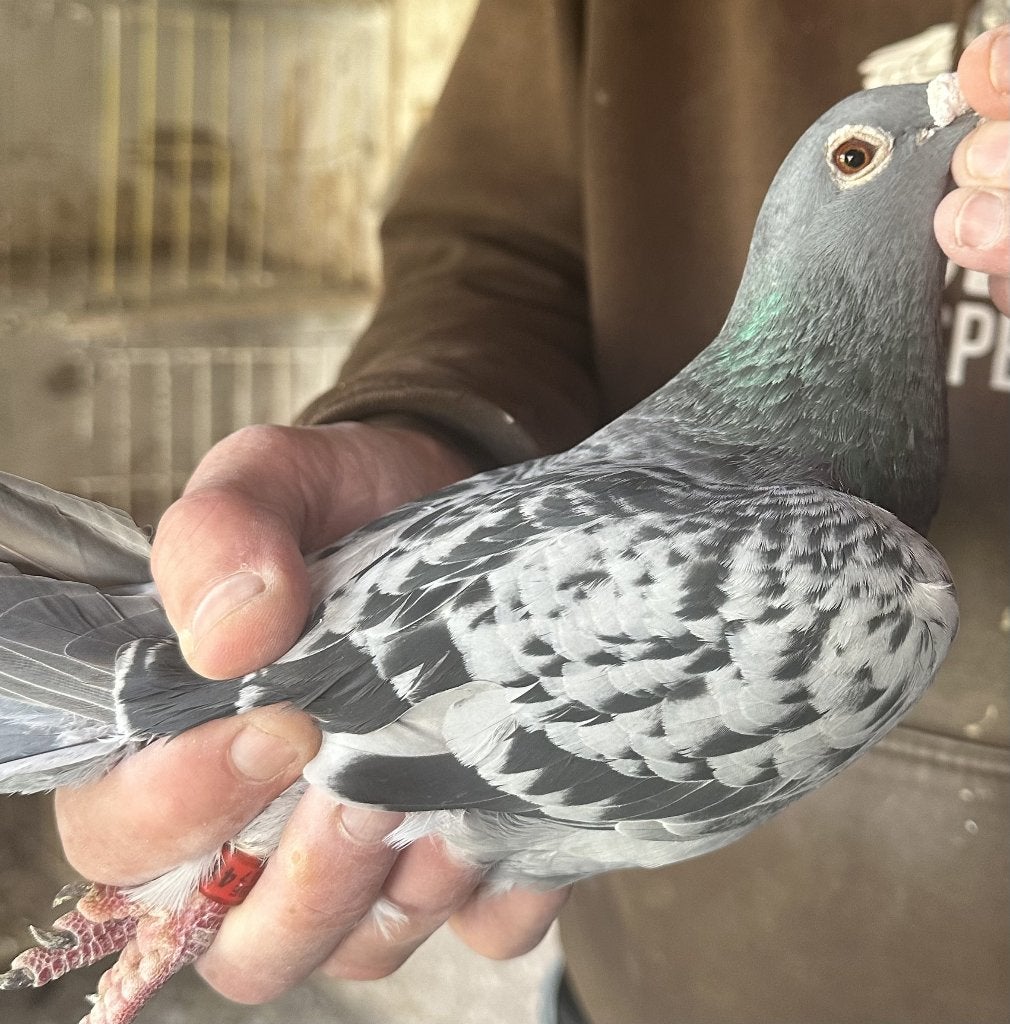 Bewezen kweekduiven, Femelle, Pigeon voyageur
