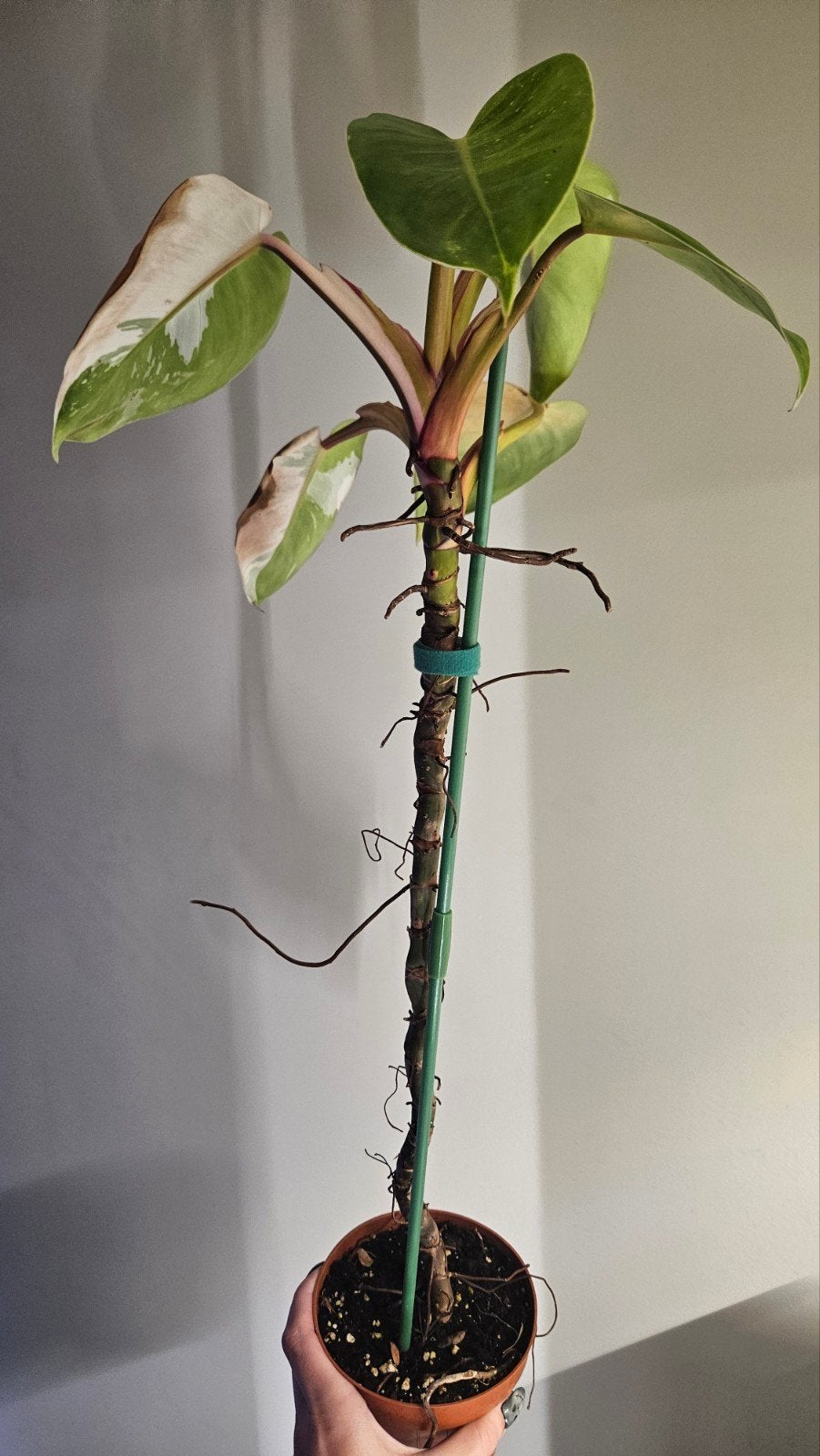 Philodendron White Princess, Ophalen of Verzenden