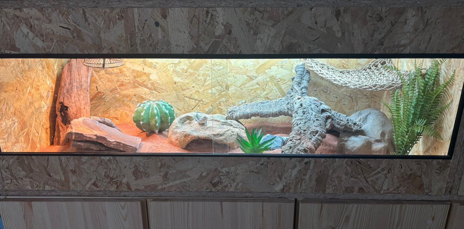 Halsbandleguaan wichita mountains+ osb terrarium+ toebehoren, Ophalen, Zo goed als nieuw, Terrarium of Paludarium