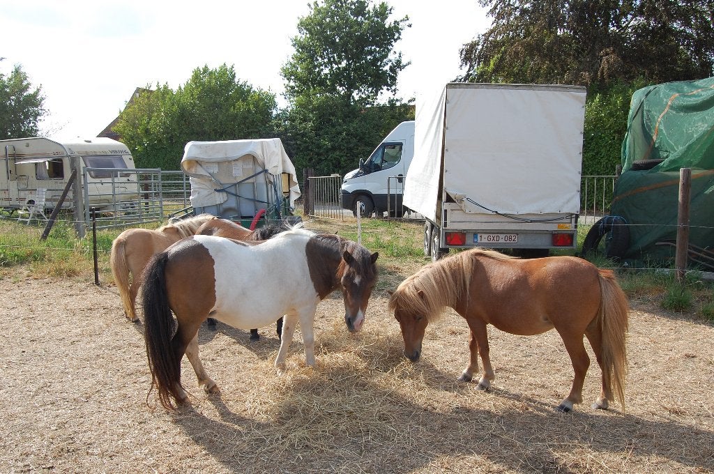 Shetland merrie, Jument, Avec pedigree