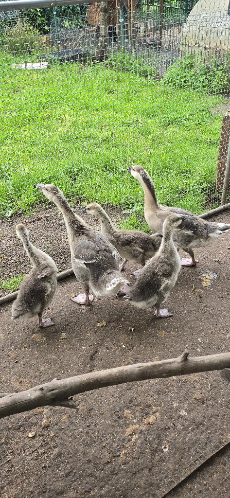 Ganzen, Geslacht onbekend, Gans of Zwaan