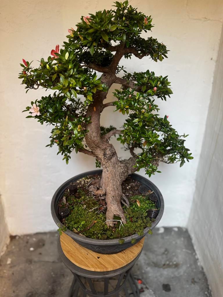 Bonsaï, Jardin & Terrasse, Plantes | Arbres, Enlèvement ou Envoi