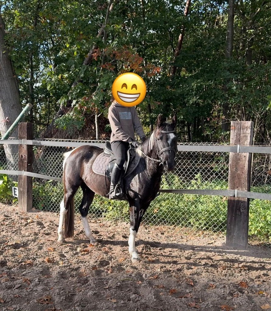 Poney C, Animaux & Accessoires, Poney C (1.27 m à 1.37m), Avec puce électronique, Débourré, Poney de saut
