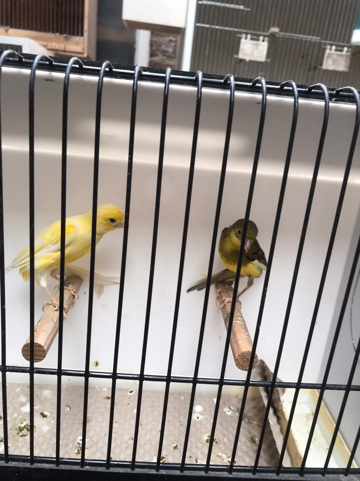 Scot fancy, Dieren en Toebehoren, Vogels | Kanaries