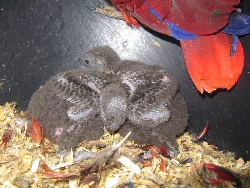 pop NG edelpapegaai 2026, Dieren en Toebehoren, Meerdere dieren, Papegaai, Geringd