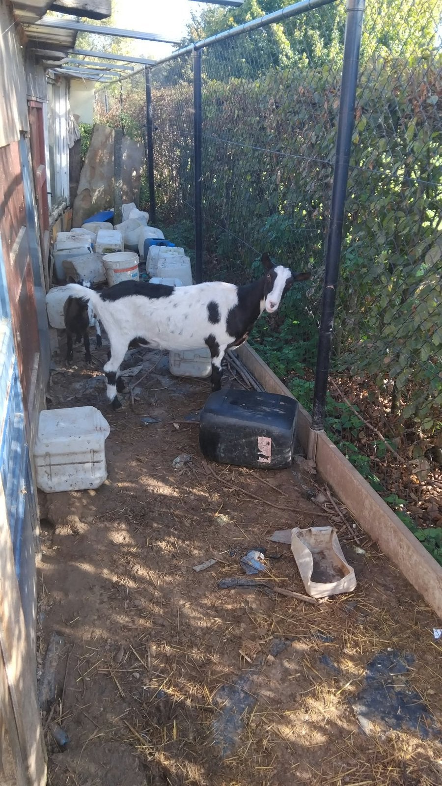 Chèvres laitières, Animaux & Accessoires, Femelle
