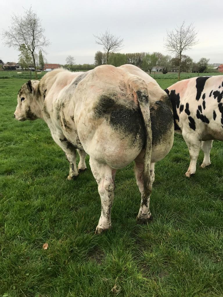 WBL springstier drie jaar., Zakelijke goederen, Ophalen